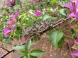 Chameleon