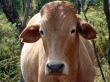 cattle