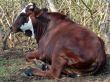 cattle