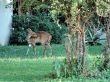 Baby deer