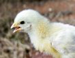Baby chicken