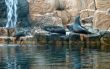 seals