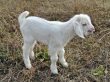 Baby goat