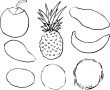 Tropical fruits illustration