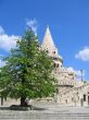 Tree and Fortress
