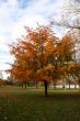 Autumn tree