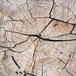 Textures &ndash; Tree Stump