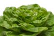 Lettuce - Close View