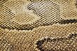 Textures &ndash; Snakeskin 4