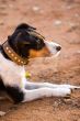Dog  Jack Russell