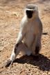 vervet monkey