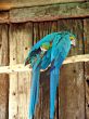 Parrots