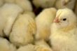 baby chicken