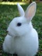 Easter rabbit