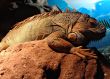 Ancient lizard