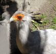 secretary bird