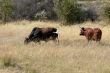 cattle