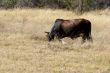 cattle