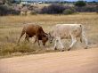 Bull fight