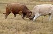 Bull fight