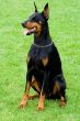 doberman sitting on the grass
