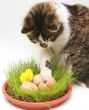 Curious cat