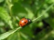 ladybug ready to fly