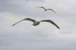 two gulls in the storm sky