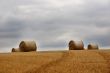 Hay bails in field 1