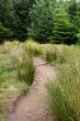 Walkway through forest