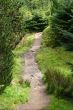Walkway through forest in scotland