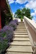 Flower garden leading up staircase