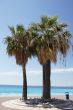 Palm trees in Nice