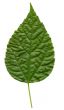 green leaf