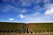 Vineyard - Landscape