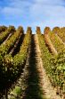 grape vines at vineyard - portrait