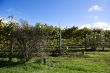 Rows of grapes