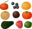 Fruits illustration