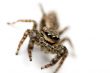 Crawling Spider - Front View