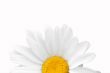 Camomile close-up.