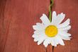 Camomile on a bench