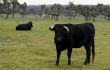 Spanish Bulls