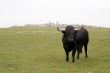 Spanish Bulls