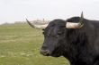 Bull Head
