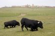 Crouching Bulls