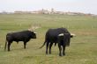 Bulls in a Field