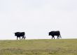 Grazing Bulls