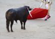 Bullfight