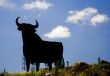 Bull in Spain