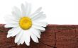 Camomile on a log.